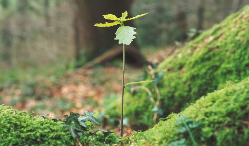 Preserving natural