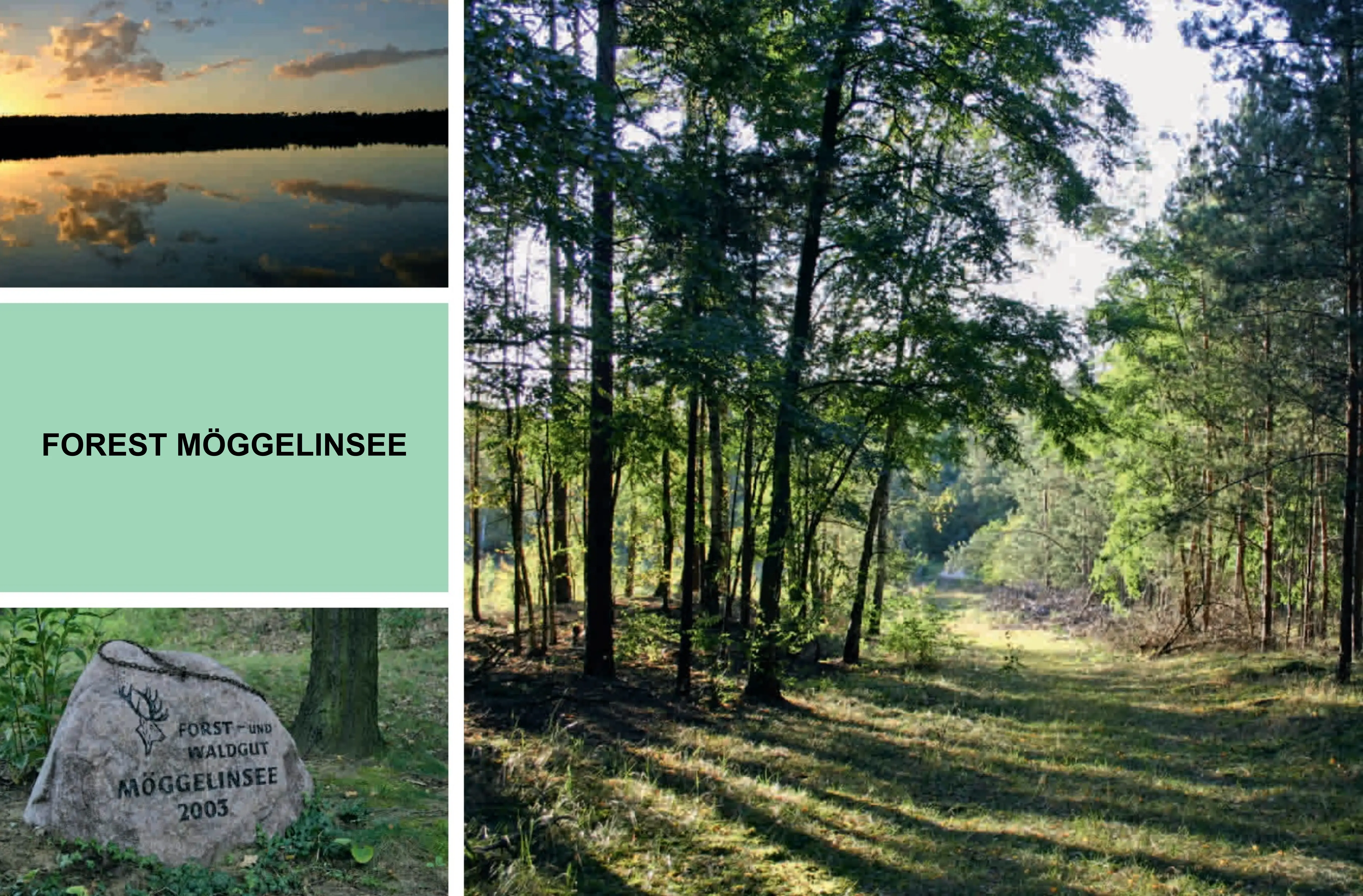 Moggelinsee Forest