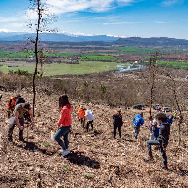 Кроношпан и партньори засадиха 14 000 церови фиданки в землището на Севлиево